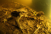 Male common toad (Bufo bufo) in a pond looking for a female during the breeding period - city of Couffy - Loir et Cher - France
