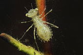 Very young Dragonfly nymph in a pond just after moulting - city of Couffy - Loir et Cher - France