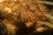 Young crayfish (Procambarus clarkii) on the legs of the female just after hatching in a pond- Couffy - Loir et Cher - France