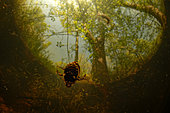 Dike beetle mating in a pond in spring - Loir et Cher - France