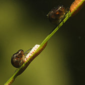 Water mite (Hydrachnidia sp) during spawning in a pond - Loir et Cher - France