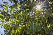Cherry laurel (Prunus laurocerasus) fruits, summer, Alsace, France