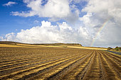Flax field retting, summer, Côte d'Opale, Pas de Calais, France. The aim is to facilitate the extraction of fibres from the plant. It is with the alternation of rain and sun that the flax will start to retting, the micro-organisms present in the soil will act on the flax stems.