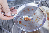 Harvesting seeds of old variety tomatoes 'Coeur de boeuf'