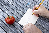 Harvesting seeds of old variety tomatoes 'Coeur de boeuf'