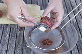Harvesting seeds of old variety tomatoes 'Noire de Crimée'