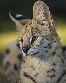 Serval (Leptailurus serval). KwaZulu Natal. South Africa