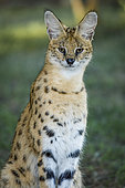 Serval (Leptailurus serval). KwaZulu Natal. South Africa