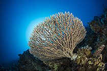 Hard coral (Acropora sp), on a reef wall, Sinai Peninsula, Red Sea, Egypt