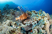 Red firefish, (Pterois volitans) on the reef. Sinai Peninsula, Red Sea, Egypt