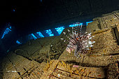 Red firefish (Pterois volitans) inside the Chrisoula K, “The Tile Wreck” Abu Nuhas, Egypt. Strait of Gubal, Gulf of Suez, Red Sea