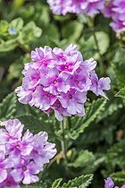Florist's verbena (Verbena x hybrida)
