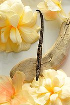 Vanilla pod (Vanilla pompona) driftwood and Begonia flowers