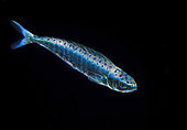 Common Dolphinfish (Coryphaena hippurus) juvenile, Tahiti, French Polynesia