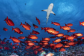 School of Moontail bullseye (Priacanthus hamrur) with Grey reef shark (Carcharhinus amblyrhynchos), Fakarava, French Polynesia