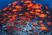 School of Moontail bullseye (Priacanthus hamrur), Fakarava, French Polynesia