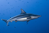 Requin bordé (Carcharhinus limbatus) Fakarava, Polynésie française