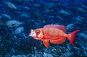 Moontail bullseye (Priacanthus hamrur) open mouth, Fakarava, French Polynesia
