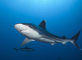Silvertip shark (Carcharhinus albimarginatus), Fakarava, French Polynesia