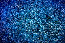 Cabbage Coral (Montipora foliosa), Mesophotic coral reef (-55 m) Tahiti, French Polynesia. Colonies of living corals cover the entire ocean floor.