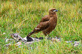 Mountain caracara (Phalcoboenus megalopterus) eating a dead lama. Cotopaxi national park. The volcanoes road. Ecuador.