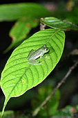 Glass frog Mashpi (Mashpi hyalinobatrachium), Mashpi lodge, The lodge is funding a research center which was able to find this new specie of frog. Region of Choca-Darien. Ecuador