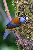 Toucan Barbet (Semnornis ramphastinus) on a branch. Mashpi lodge. Region of Choca-Darien. Ecuador
