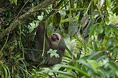 Southern two-toed Sloth (Choloepus didactylus), Costa Rica