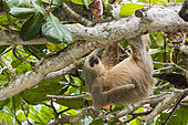 Southern two-toed Sloth (Choloepus didactylus) hanging, Costa Rica