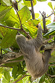 Southern two-toed Sloth (Choloepus didactylus) hanging, Costa Rica