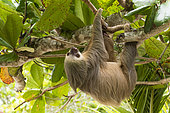Southern two-toed Sloth (Choloepus didactylus) hanging, Costa Rica