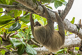 Southern two-toed Sloth (Choloepus didactylus) hanging, Costa Rica
