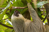 Southern two-toed Sloth (Choloepus didactylus) hanging, Costa Rica