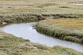 Sea purslane (Halimione portulacoides) flowering beside a saltmarsh creek, Sables-d'Or-les-Pins, Cotes-d'Armor, France