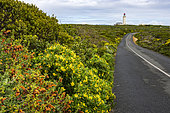 Wild flowers and the road to Danger Point Lighthouse on the southern point of Walker Bay near Gansbaai, Overberg, Western Cape. South Africa