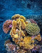 Coral bouquet on the reef, Mayotte