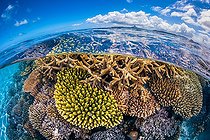 Coral at low tide, half air half water view on the reef of the southern pools with a background view of the emblematic Mount Choungui, Mayotte