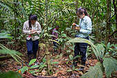 27-year-old researcher and her team working on nitrogen exchange between bacteria and the roots of legumes in the rainforest at the "La Selva" research station in Puerto Viejo de Sarapiqui, Costa Rica