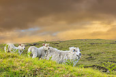 Shetland sheep, Ewe and her two lambs (Ovis aries), at sunset, Shetland, Scotland