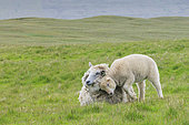 Shetland sheep, lamb rubbing its head against its mother (Ovis aries), Shetland, Scotland