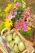 Basket of pears harvested in the orchard, autumn fruit and a bouquet of seasonal flowers