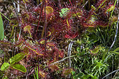 Roundleaf sundew (Drosera rotundifolia) in a peat bog in the Jura, France