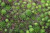 Rosettes of Allioni's Joubarbes (Sempervivum globiferum allionii), endemic species of the southern Alps - Mercantour NP - Alpes Maritimes - France