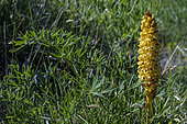 Laserpitium broomrape (Orobanche laserpitii-sileris), parasitic plant without chlorophyll, Massif du Grand Colombier, Ain, France
