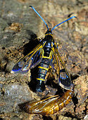 Clearwing moth (Synanthedon spuleri) and its exuvia, Vosges du Nord Regional Nature Park, France