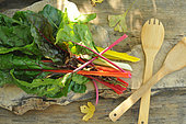 Chard, Beta vulgaris, different varieties, wooden spoon