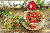 Rosehips, berries of the rosehip, Rosa canina, rich in vitamin C, jam, Dahlia flower