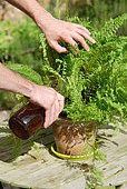 Fertilization of houseplants with fermented plant extract, organic fertilizer
