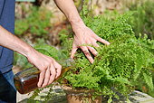 Fertilization of houseplants with fermented plant extract, organic fertilizer