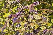 Japanese Beautyberry, Callicarpa japonica var angustata, berries and foliage